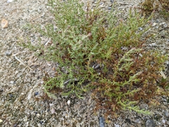 Suaeda maritima