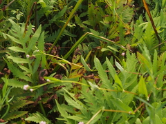 Persicaria sagittata