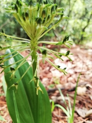 Malaxis brachyrrhynchos