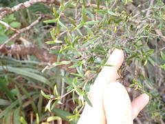 Coprosma linariifolia