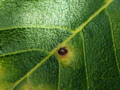 Caryomyia