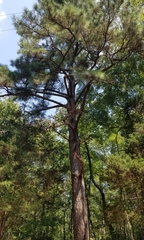 Pinus taeda