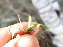 Coprosma linariifolia