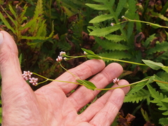 Persicaria sagittata