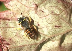 Anthidium oblongatum