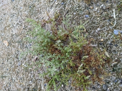 Suaeda maritima