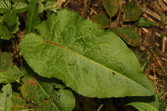 Rumex obtusifolius