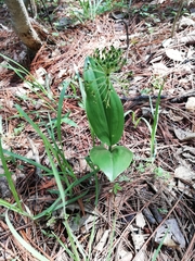 Malaxis brachyrrhynchos