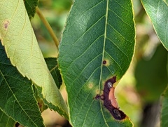 Caryomyia