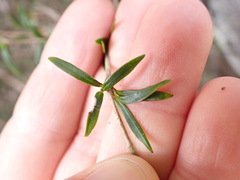 Coprosma linariifolia
