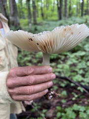 Megacollybia