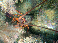 Panulirus interruptus