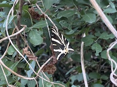 Euplagia quadripunctaria