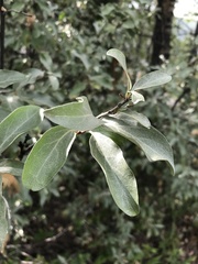 Elaeagnus commutata