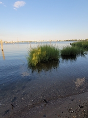 Sporobolus alterniflorus