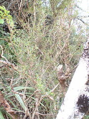 Coprosma linariifolia