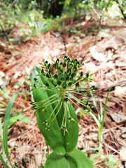 Malaxis brachyrrhynchos