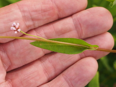Persicaria sagittata