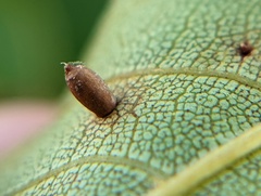 Caryomyia urnula