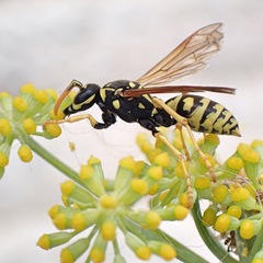 Polistes dominula