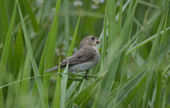 Sporophila albogularis