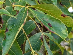 Caryomyia urnula