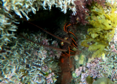 Panulirus interruptus