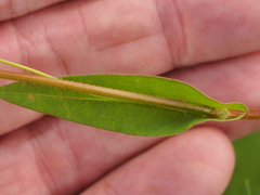 Persicaria sagittata