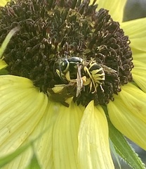 Phymata pennsylvanica