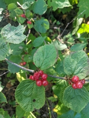 Viburnum edule