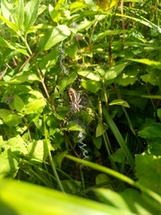 Argiope bruennichi