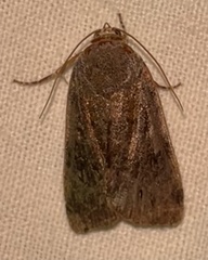 Noctua interjecta
