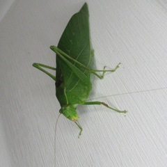 Microcentrum retinerve