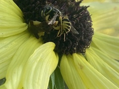 Phymata pennsylvanica