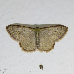 Sterrhinae