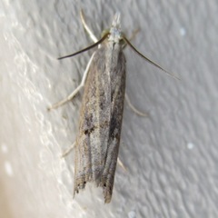 Parapediasia teterrellus