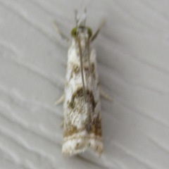 Microcrambus elegans