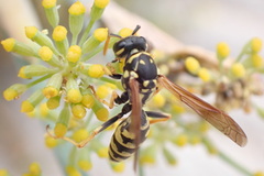 Polistes dominula