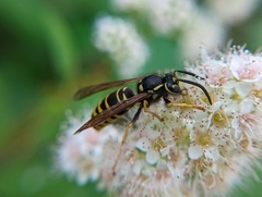Vespula vidua