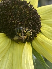 Phymata pennsylvanica