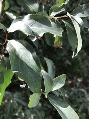 Elaeagnus commutata