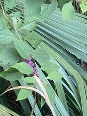 Callicarpa americana
