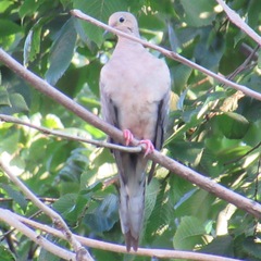 Zenaida macroura carolinensis