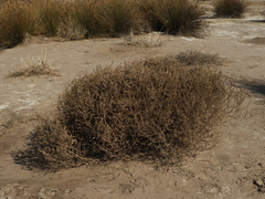 Salsola tragus