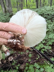 Megacollybia