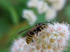 Vespula vidua