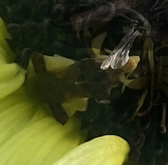 Phymata pennsylvanica