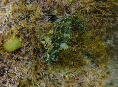 Hypsoblennius gentilis