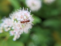 Formicidae