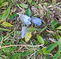 Campanula alpina